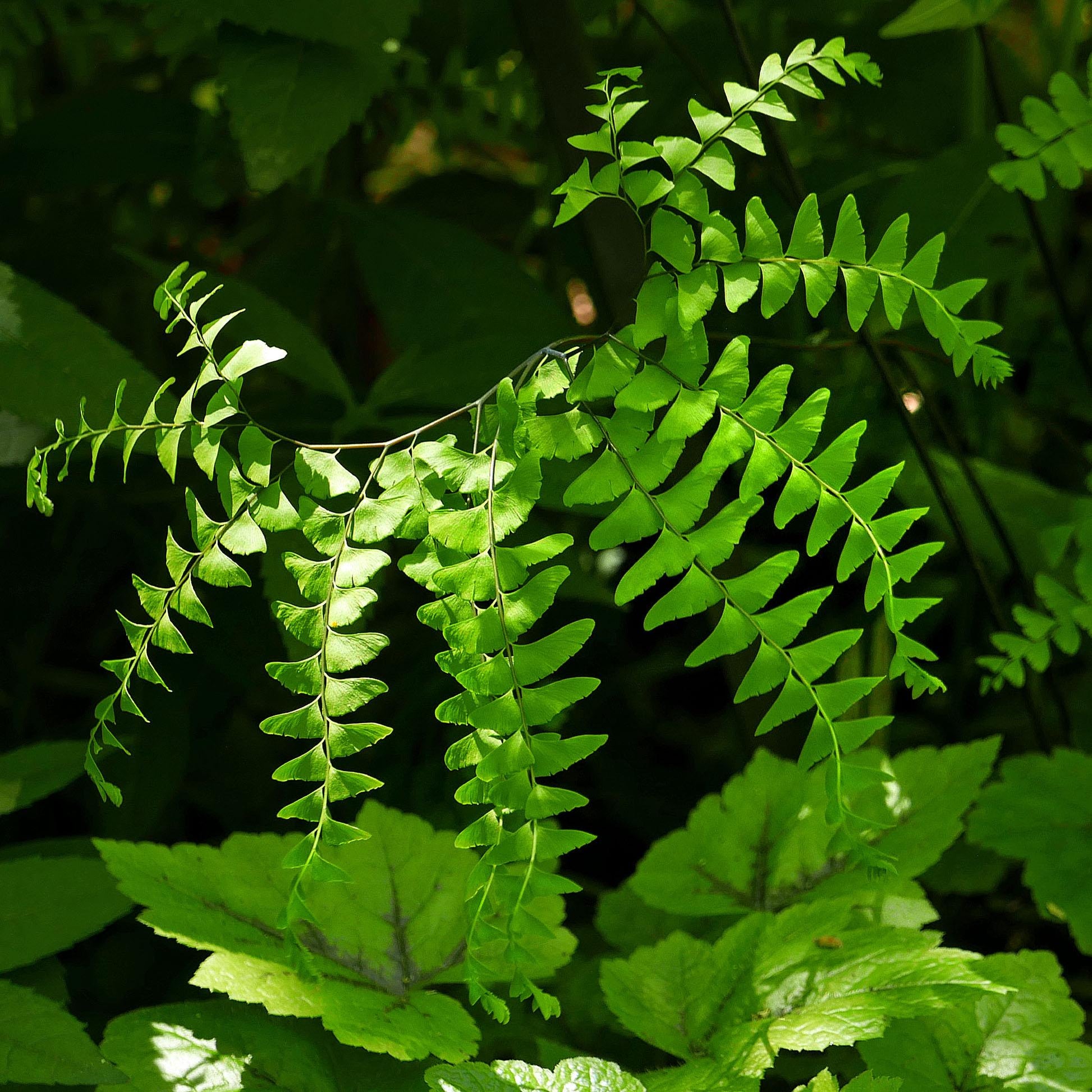 G4062 Fern Adiantum Pedatum 6 4d0d7664 6723 4fc1 82ca 12f4d4086ac7 from www redcrocus com