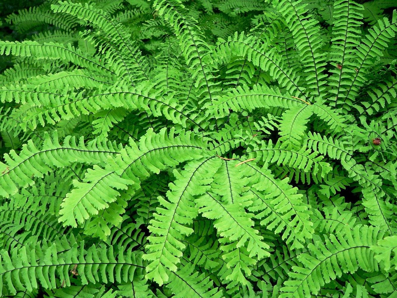 G4062 Fern Adiantum Pedatum 7 54102720 50ae 48f8 864c 823e06141c6c from www redcrocus com