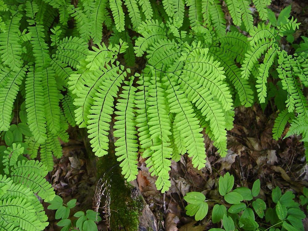 G4062 Fern Adiantum Pedatum 8 Be72ba74 Adf3 4437 97b4 19718af8897f from www redcrocus com