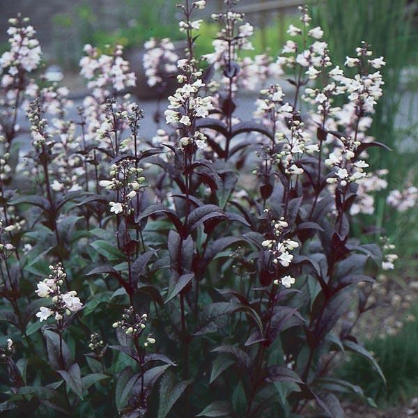 G4098 Penstemon Digitalis Husker Red 11 C6a71cd9 9178 4804 B401 951f3ba98799 from www redcrocus com