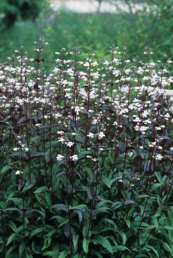 G4098 Penstemon Digitalis Husker Red 14 0c1fc101 3786 40f2 A81a 397779007a3c from www redcrocus com