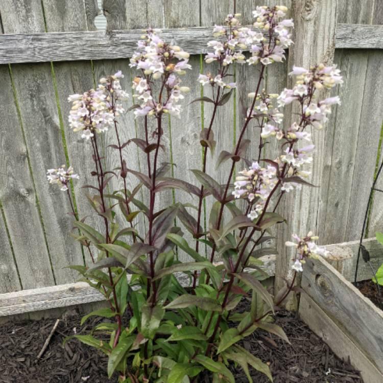 G4098 Penstemon Digitalis Husker Red 17 8e912e94 66ae 452d 82ff D8d4ae5221f1 from www redcrocus com