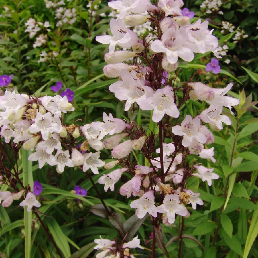 G4098 Penstemon Digitalis Husker Red - View 18 from www redcrocus com