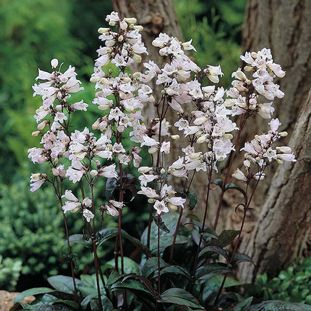 G4098 Penstemon Digitalis Husker Red 19 Df504243 Dfba 48e5 9bd8 97e57c9f4781 from www redcrocus com