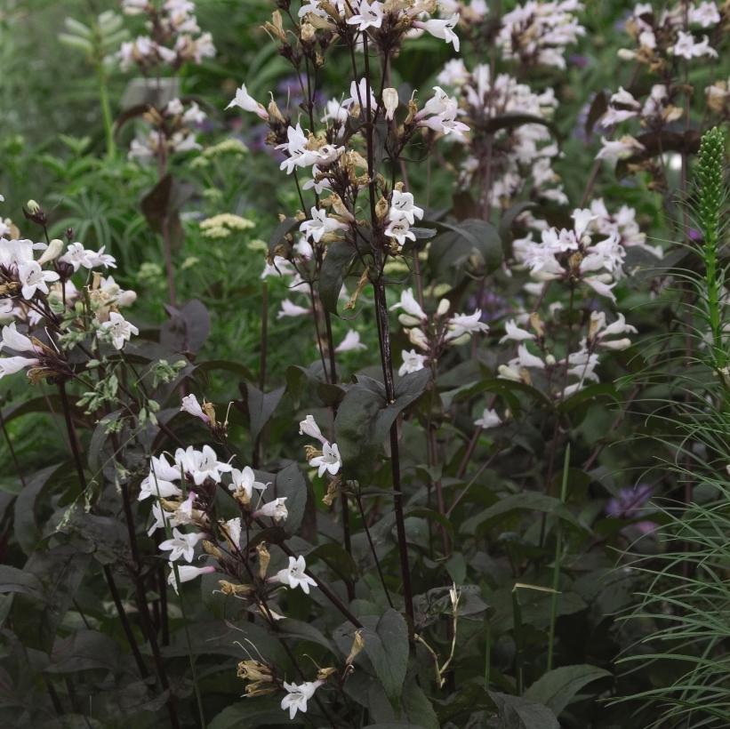 G4098 Penstemon Digitalis Husker Red - View 20 from www redcrocus com