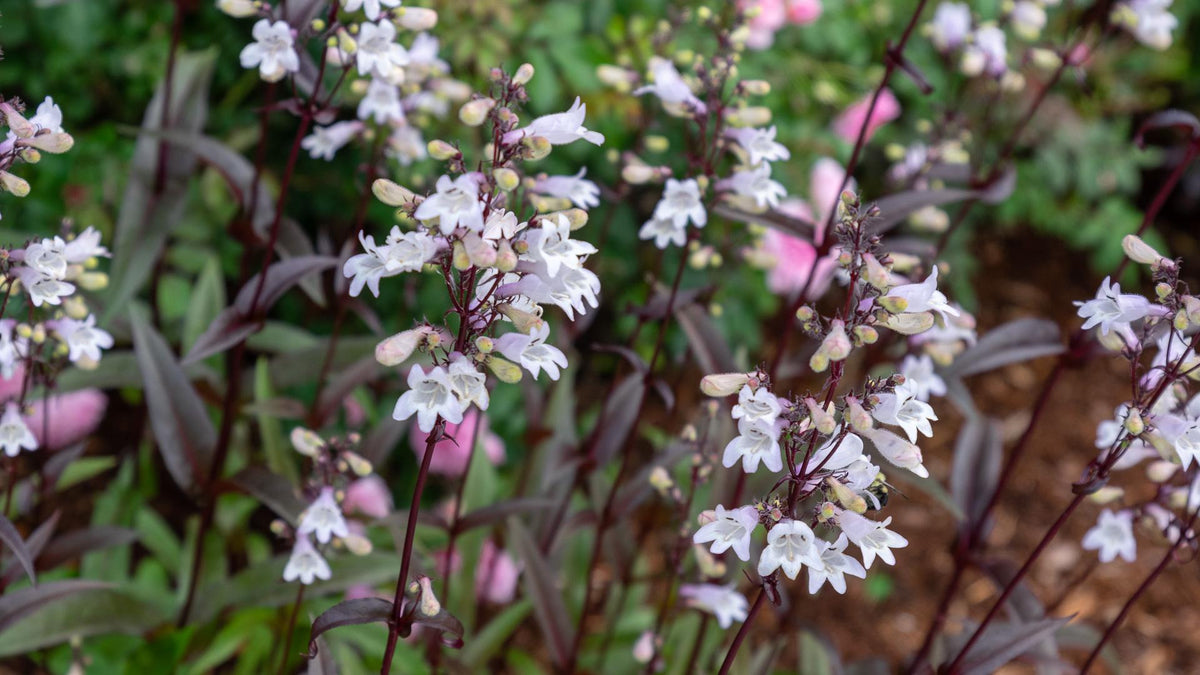 G4098 Penstemon Digitalis Husker Red 7 82f711cb 062f 45d3 90af D4e80e26ebc8 from www redcrocus com