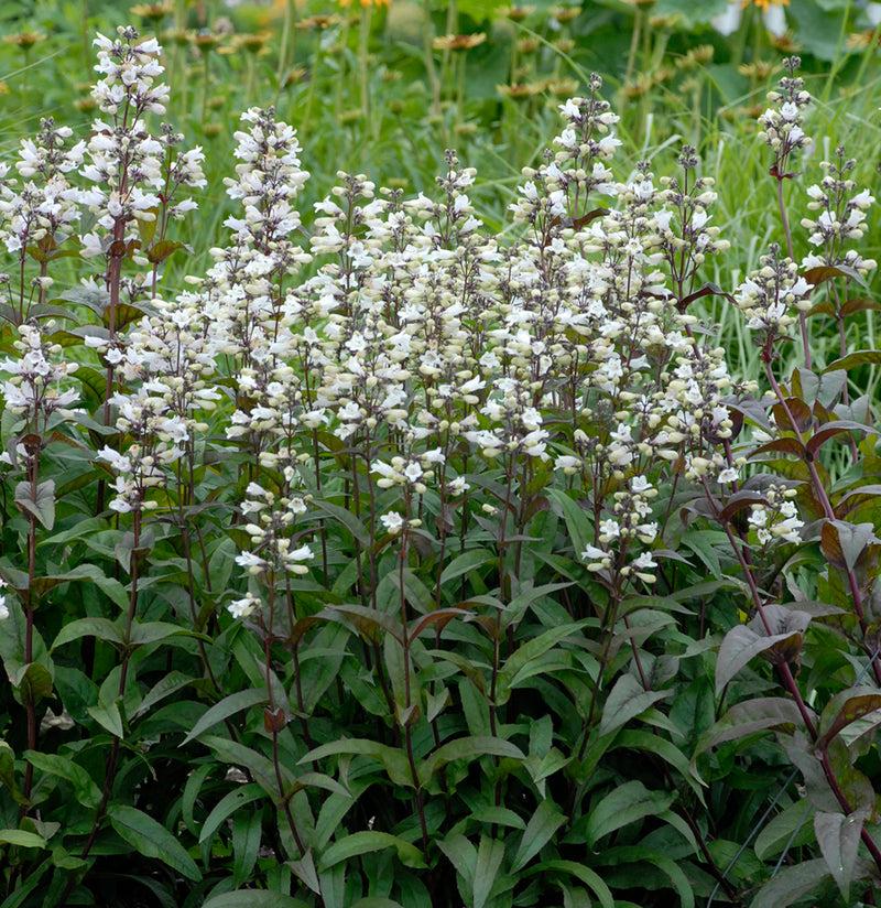 G4098 Penstemon Digitalis Husker Red - View 8 from www redcrocus com