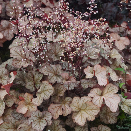 G4129 Heuchera X Villosa Pinot Gris - View 12 from www redcrocus com