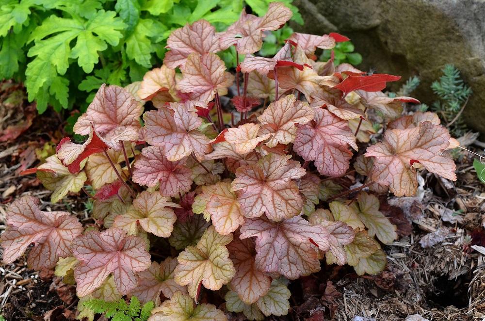 G4129 Heuchera X Villosa Pinot Gris - View 13 from www redcrocus com