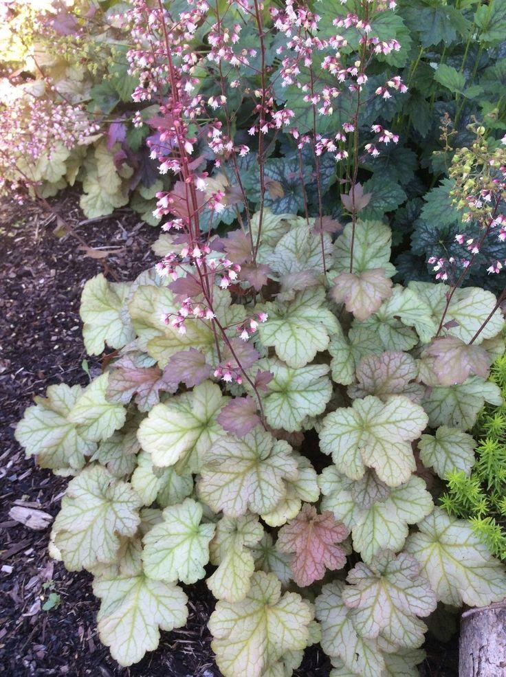 G4129 Heuchera X Villosa Pinot Gris - View 2 from www redcrocus com