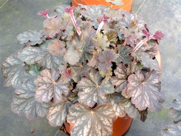 G4129 Heuchera X Villosa Pinot Gris - View 3 from www redcrocus com