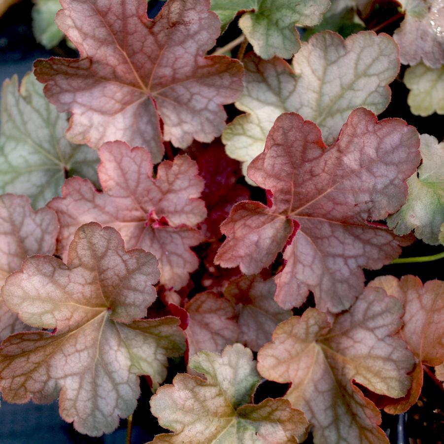 G4129 Heuchera X Villosa Pinot Gris - View 4 from www redcrocus com