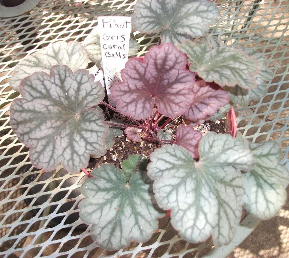 G4129 Heuchera X Villosa Pinot Gris - View 5 from www redcrocus com
