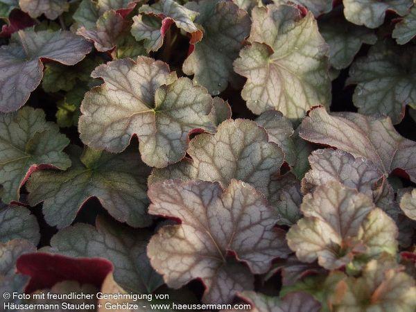 G4129 Heuchera X Villosa Pinot Gris - View 8 from www redcrocus com