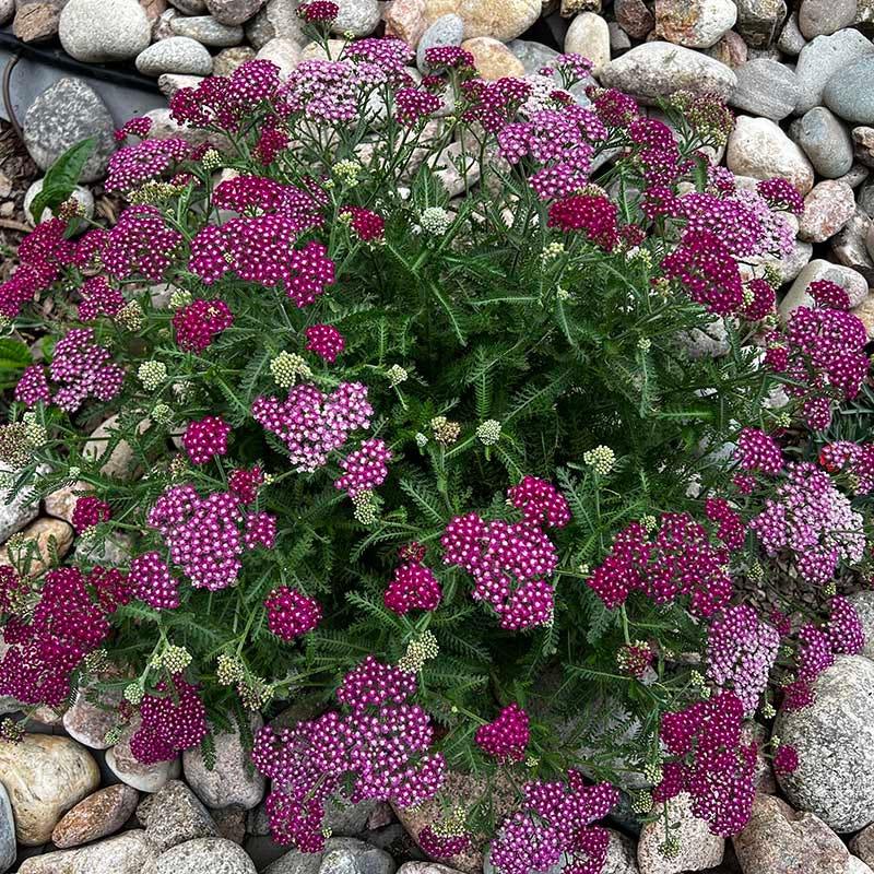 G4147 Achillea Millefolium 27new Vintage Red 27 10 1562ecf0 23f0 4de8 B827 59aeb84ecbcc from www redcrocus com
