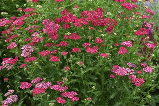 G4147 Achillea Millefolium 27new Vintage Red 27 1 C838ff5a A5e4 4f62 8404 05b399409cdb from www redcrocus com
