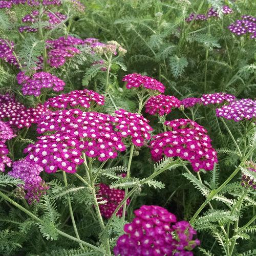 G4147 Achillea Millefolium 27new Vintage Red 27 28 6e6b72dd Bb88 4e91 90d5 05601aa436e7 from www redcrocus com