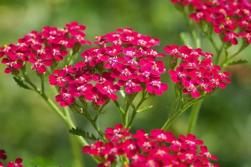 G4147 Achillea Millefolium 27new Vintage Red 27 2 Cc28427d 7841 470c 9437 Ae17999d6494 from www redcrocus com