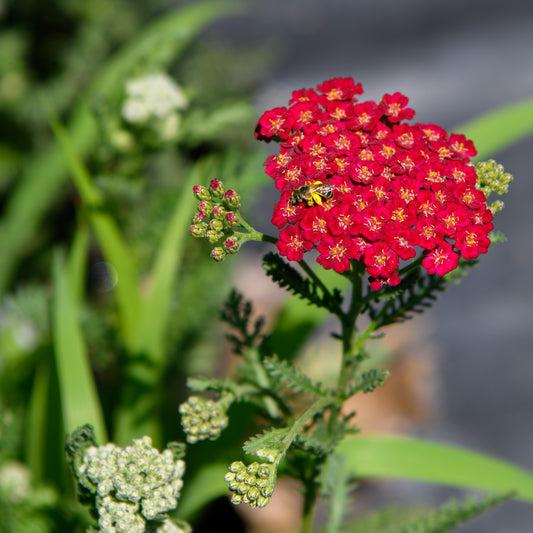 G4147 Achillea Millefolium 27new Vintage Red 27 36 0674b74d A9cf 444a 8234 857943a9c4f3 from www redcrocus com
