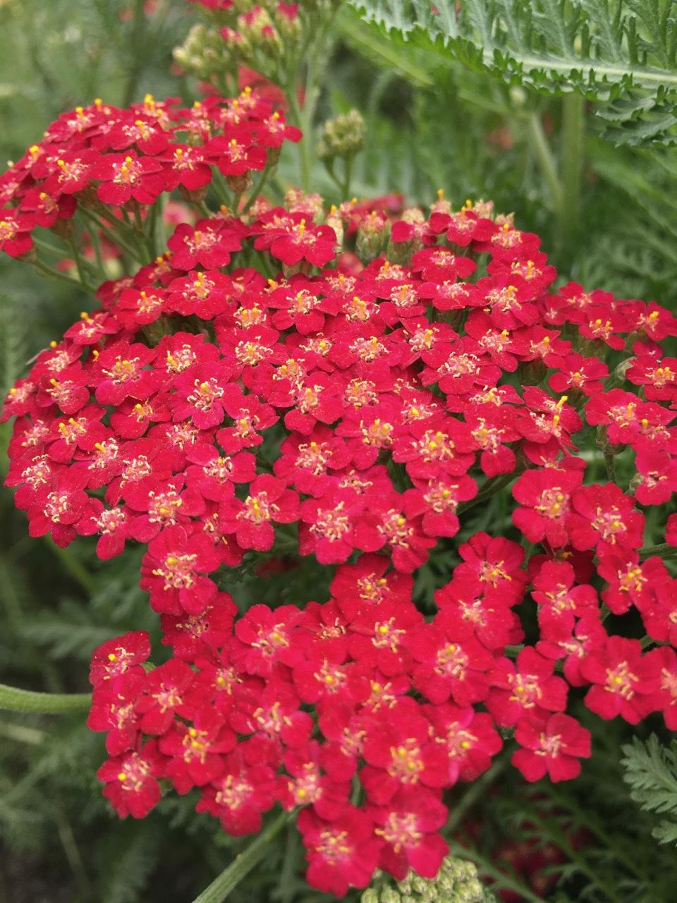 G4147 Achillea Millefolium 27new Vintage Red 27 7 2cfe0a37 24fa 4d89 Bcb6 386f7abce29f from www redcrocus com