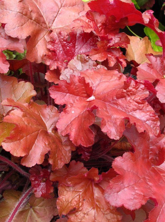 G4180 Heuchera X Red Sea 10 6316efd7 649c 4963 B60d 92daaf5ac15b from www redcrocus com