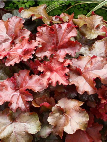G4180 Heuchera X Red Sea - View 11 from www redcrocus com