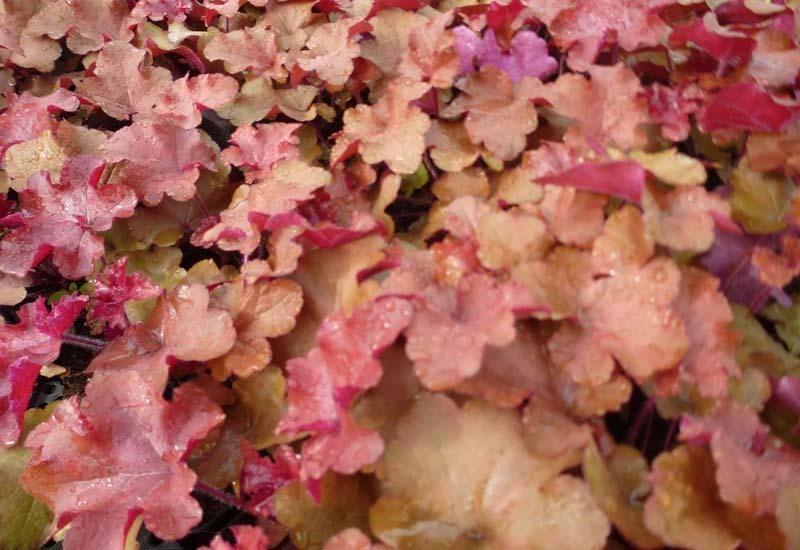 G4180 Heuchera X Red Sea 12 7e50ff09 7117 41d6 B801 Adbdace3aa59 from www redcrocus com