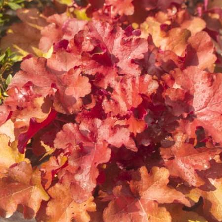 G4180 Heuchera X Red Sea 13 33b86f27 4853 49fb 817e 54966843ab8f from www redcrocus com