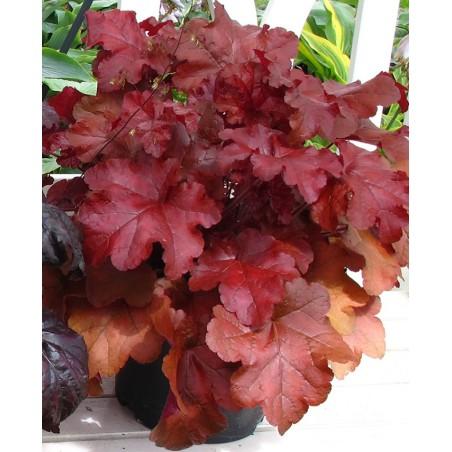 G4180 Heuchera X Red Sea 14 526797c9 Fb21 403c 811e 9692b3b0dd2a from www redcrocus com
