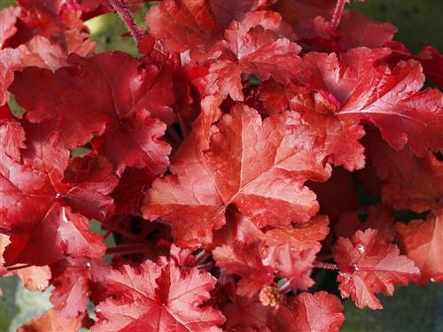 G4180 Heuchera X Red Sea 15 6d382f0b A9bb 4a97 B270 0a9c1f0201f9 from www redcrocus com