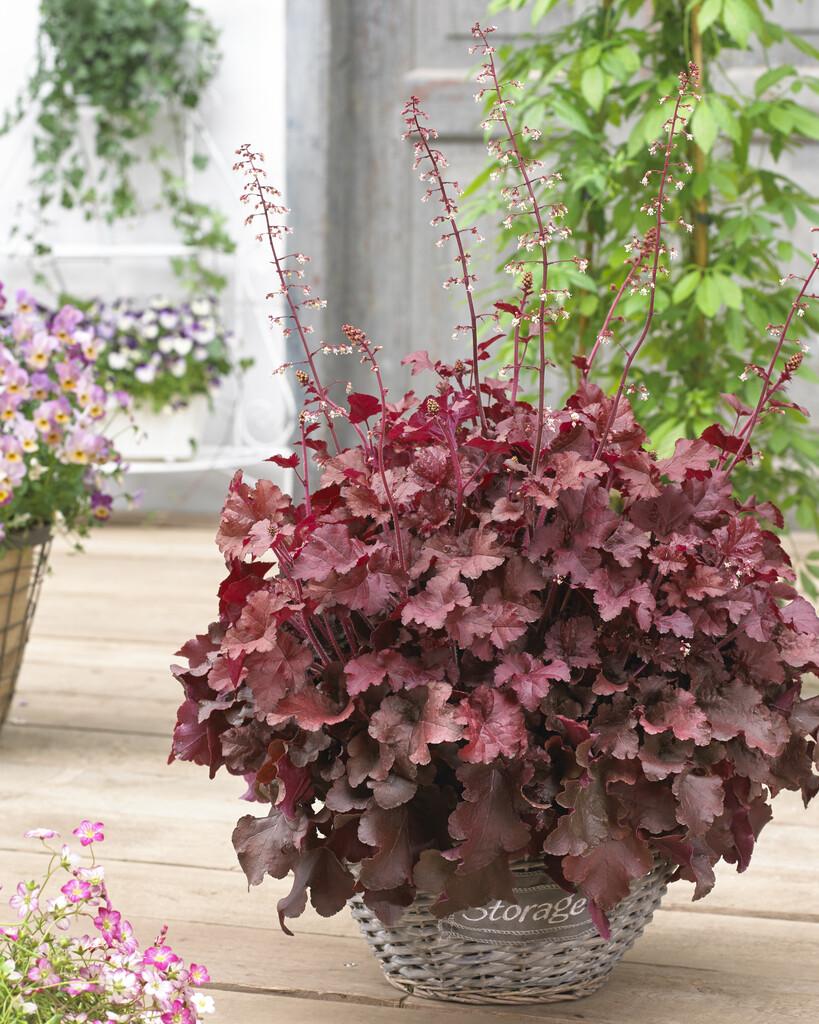 G4180 Heuchera X Red Sea 16 E32e7390 837a 443e B92c 4632b694e963 from www redcrocus com