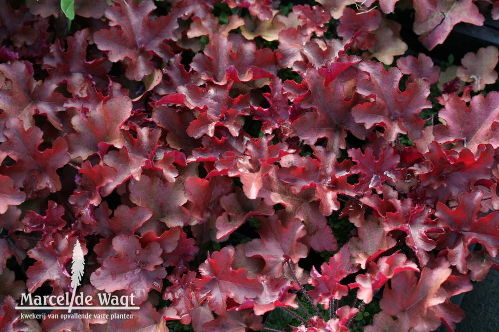 G4180 Heuchera X Red Sea 1 3246295e 3781 4fea 8c3a 2291e4da29a6 from www redcrocus com