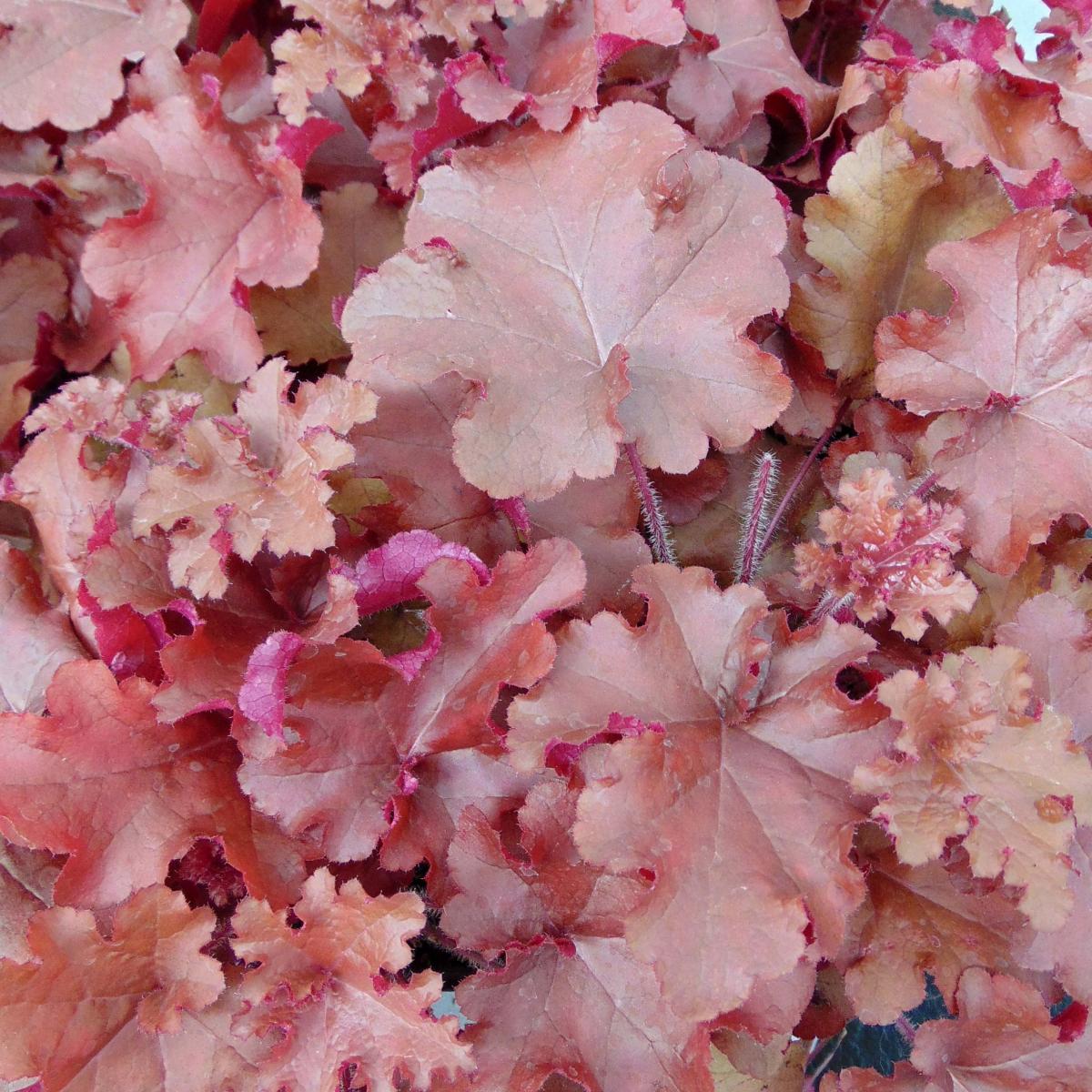 G4180 Heuchera X Red Sea 2 6d11e4d4 64f2 43ca Adbb 466c46f8431b from www redcrocus com