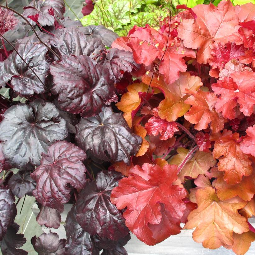 G4180 Heuchera X Red Sea 3 B09d1168 17fe 4f84 Aa59 59f072de006e from www redcrocus com