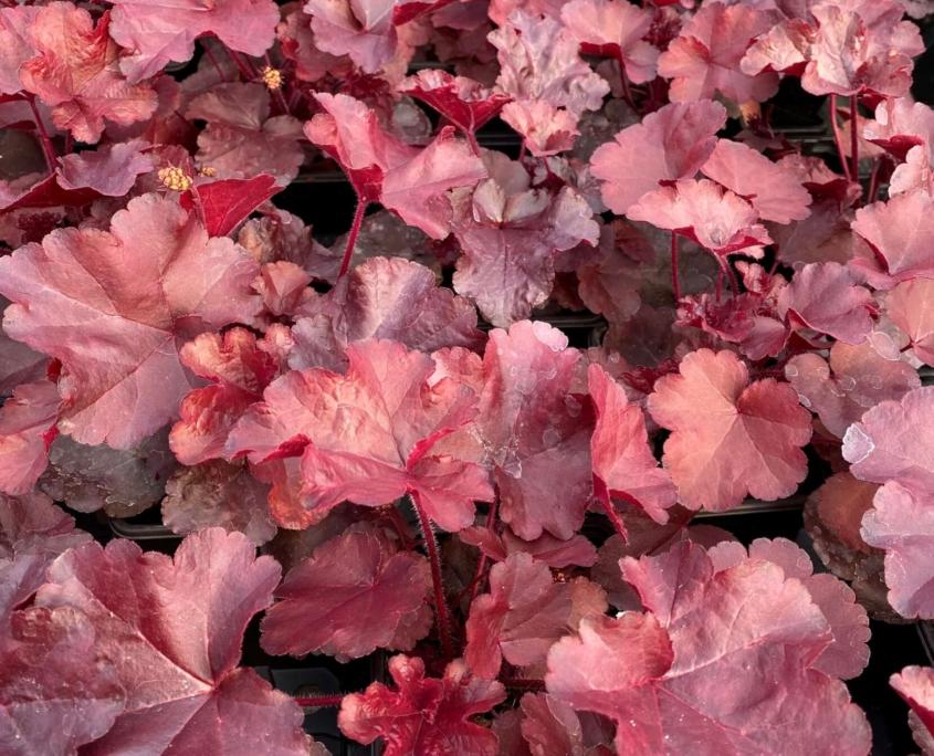 G4180 Heuchera X Red Sea 4 C5b0beff 4148 46b4 B07f 77b64d4f60c4 from www redcrocus com