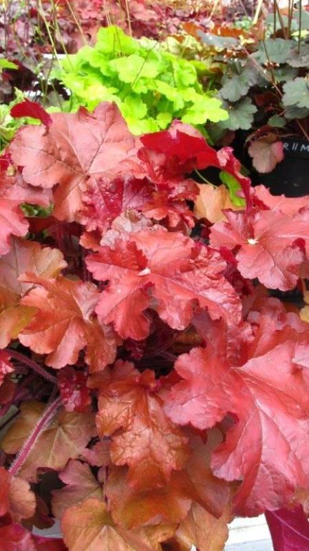 G4180 Heuchera X Red Sea 5 6f844d1c 4762 4a18 A951 2ecd4a914c0a from www redcrocus com
