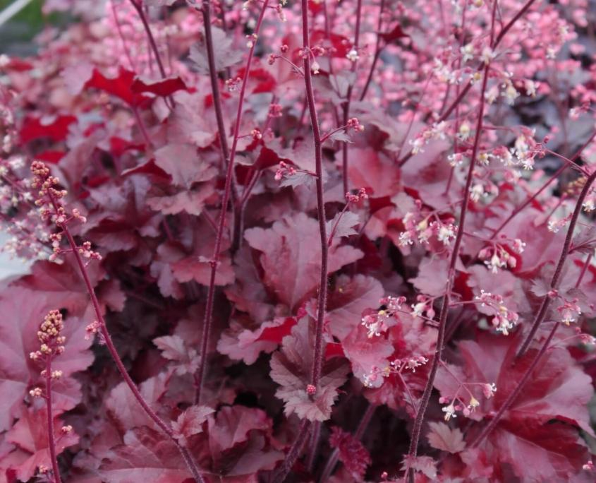 G4180 Heuchera X Red Sea 6 376630f1 9881 4d5a 8166 53dd65ab5ee1 from www redcrocus com