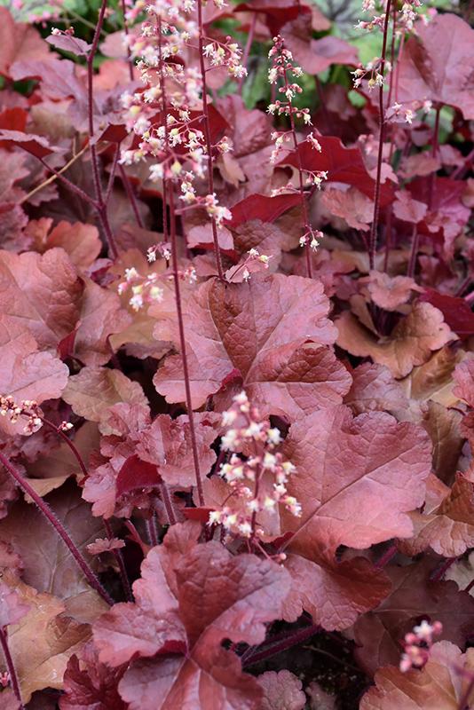 G4180 Heuchera X Red Sea 8 50bccd52 6773 4fba B6b7 07e8f86dbd55 from www redcrocus com