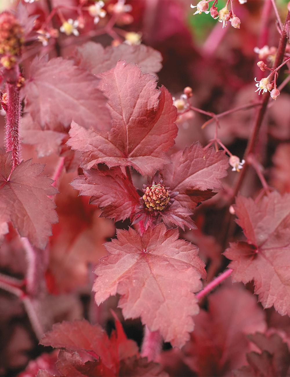 G4180 Heuchera X Red Sea 9 501a93bd F0b1 4ad7 B389 57c5e9213a53 from www redcrocus com