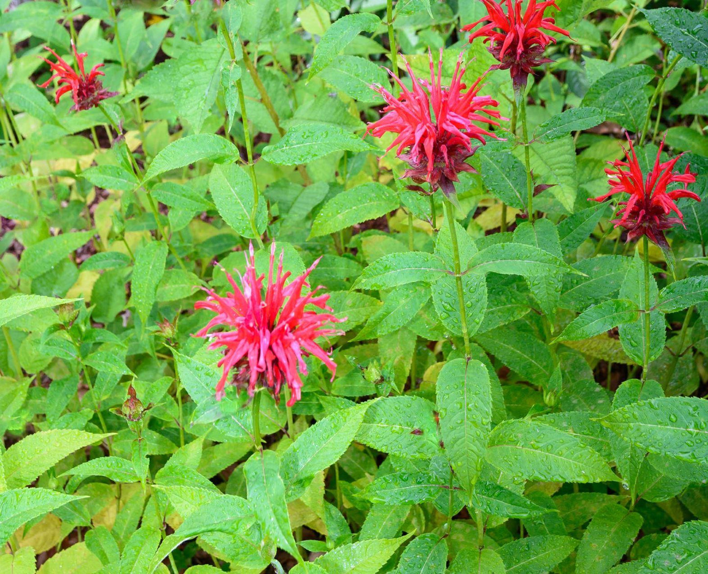 G419 Monarda Didyma Jacob Cline - View 11 from www redcrocus com