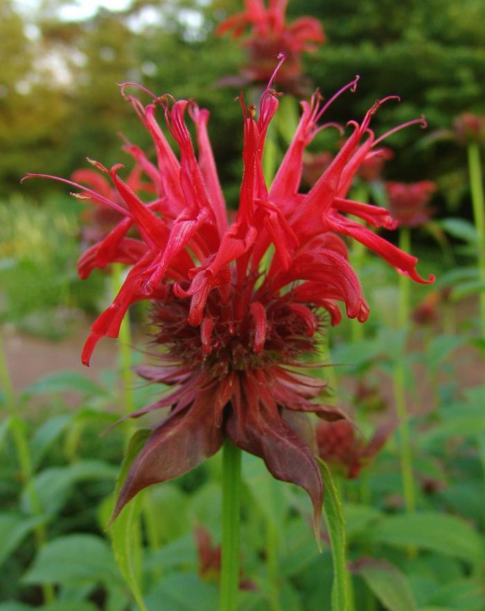 G419 Monarda Didyma Jacob Cline - View 12 from www redcrocus com