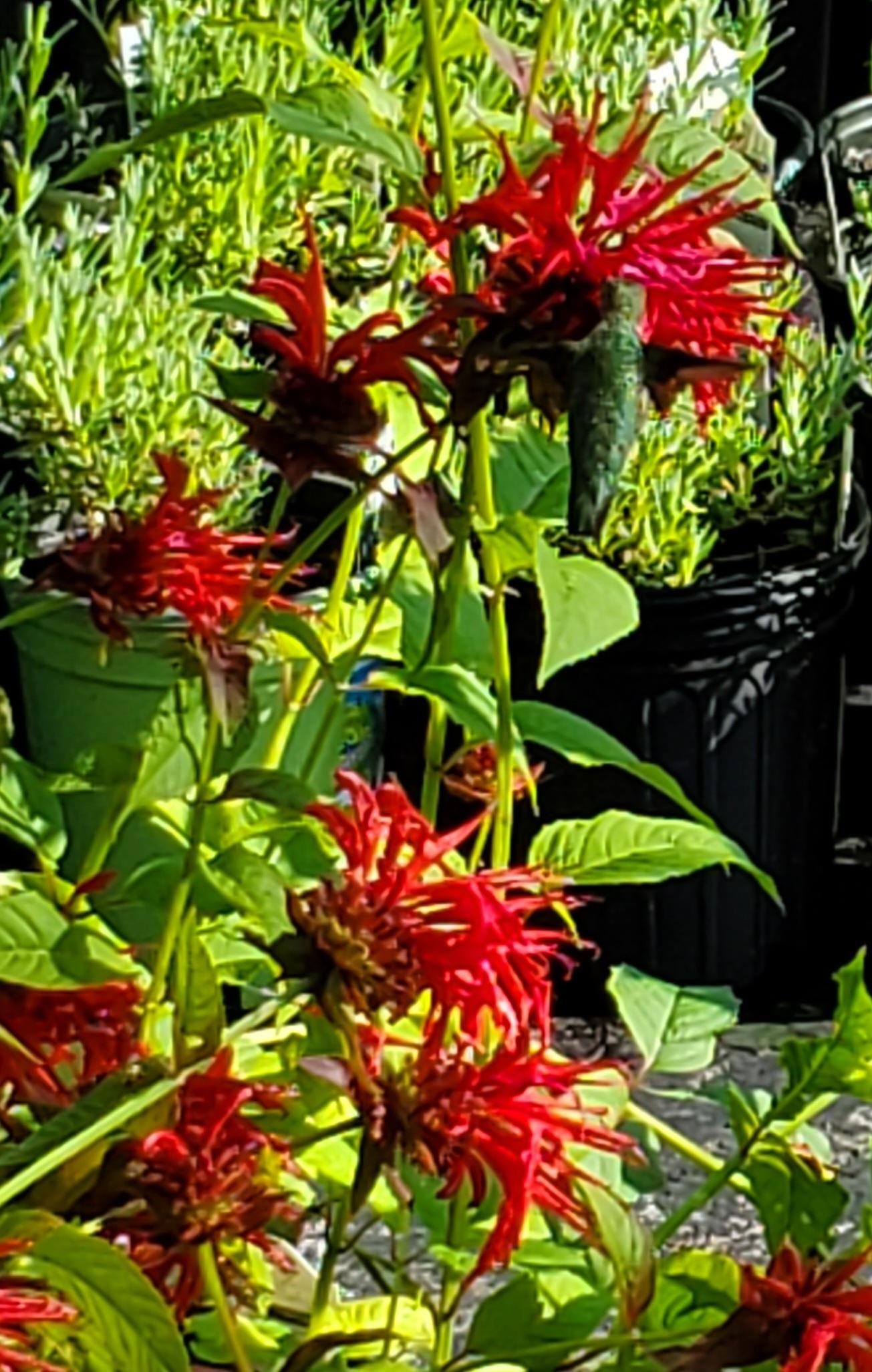 G419 Monarda Didyma Jacob Cline - View 14 from www redcrocus com