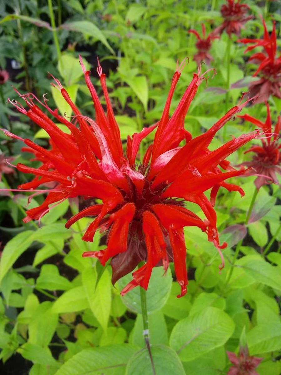 G419 Monarda Didyma Jacob Cline - View 9 from www redcrocus com