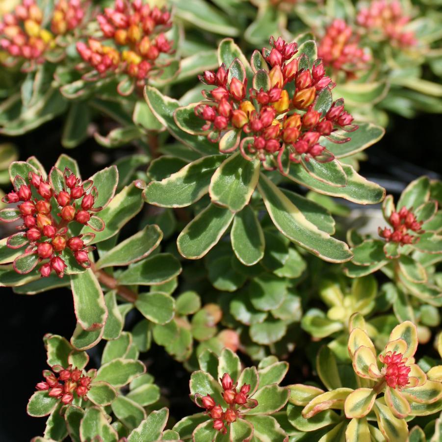 G448 Sedum Kamtschaticum Variegatum 10 E6a17a8d 3b0f 4497 Aa3b A96bae834b14 from www redcrocus com