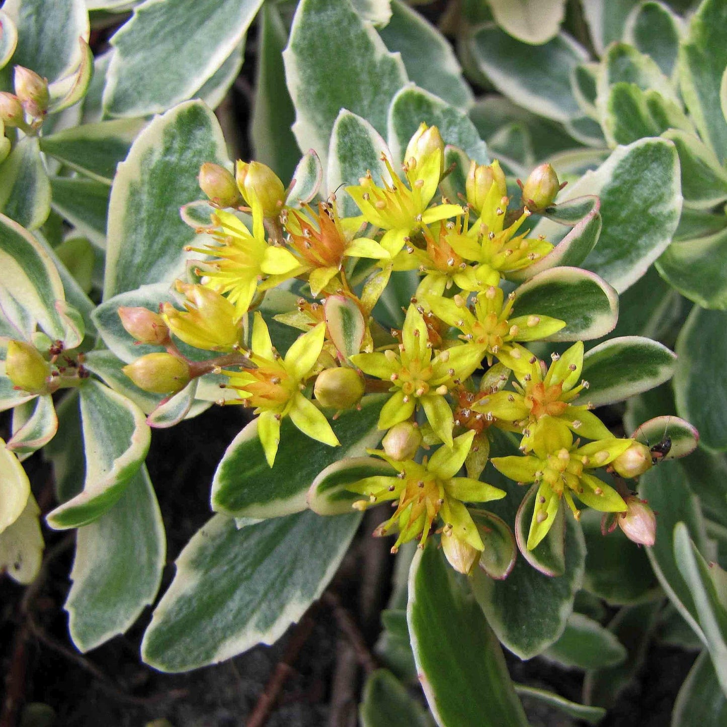 G448 Sedum Kamtschaticum Variegatum 11 Bdcc147d 94dd 41c8 B942 61d0d365821f from www redcrocus com