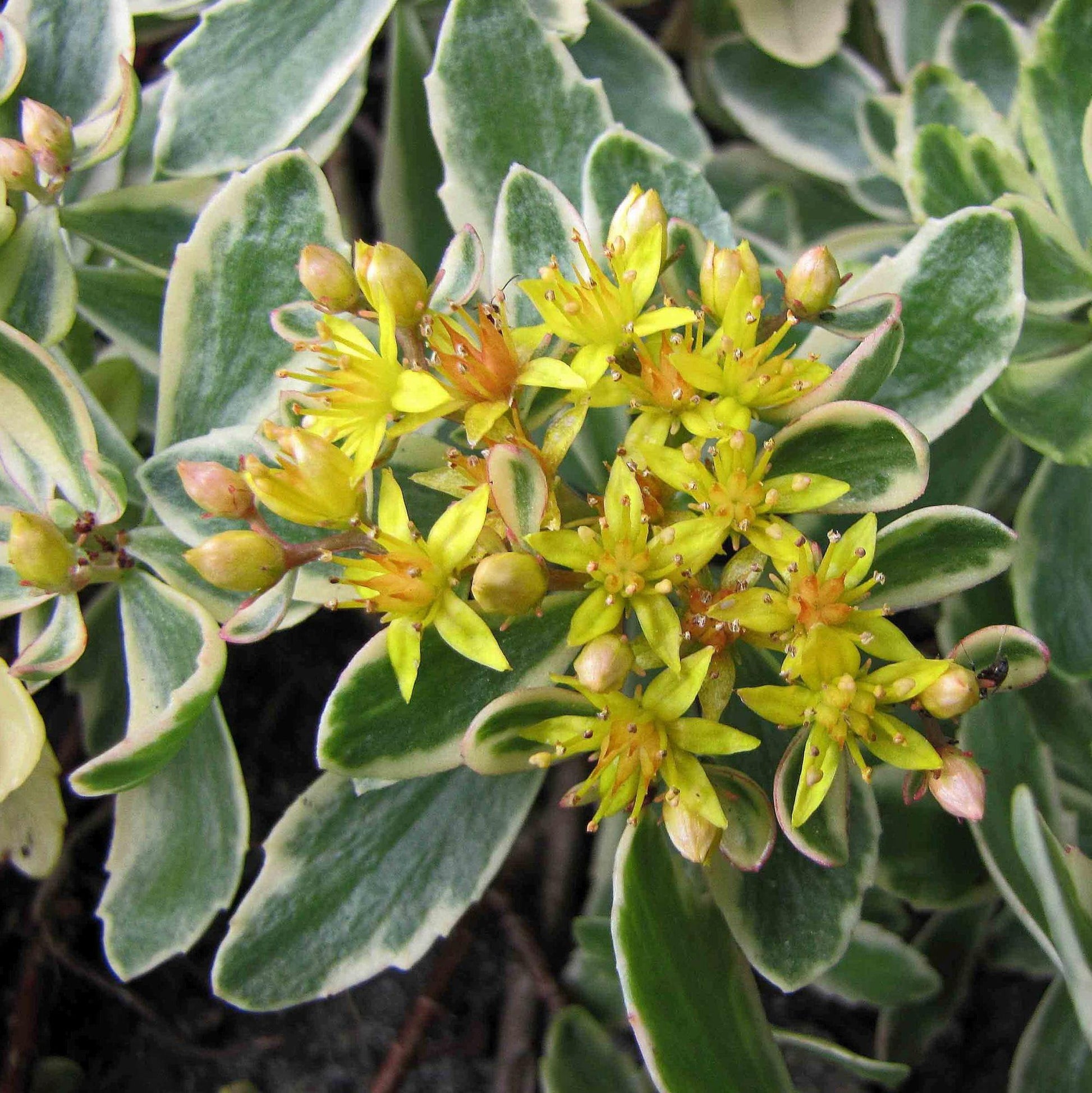 G448 Sedum Kamtschaticum Variegatum 11 Bdcc147d 94dd 41c8 B942 61d0d365821f from www redcrocus com