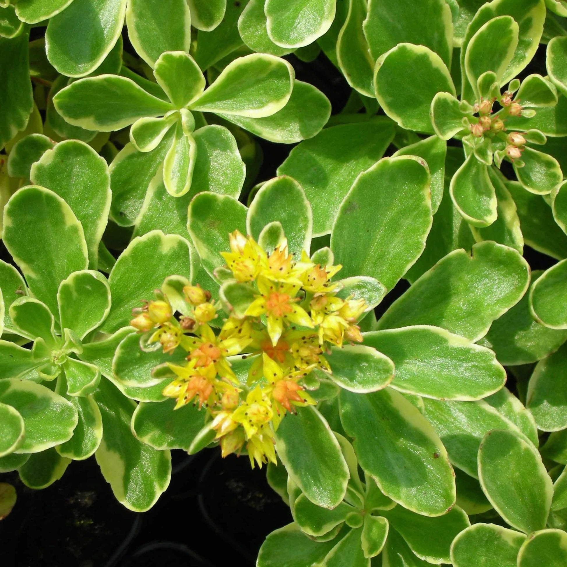 G448 Sedum Kamtschaticum Variegatum 13 E9dcb500 2ca5 4f31 847d B084dbad1d5c from www redcrocus com