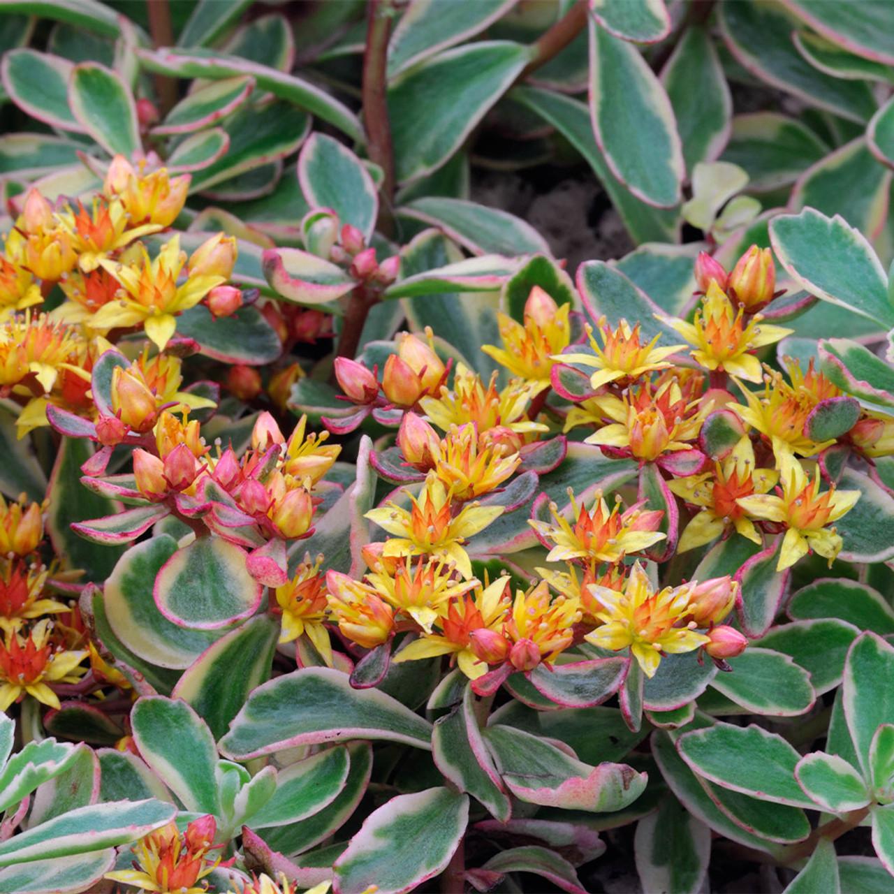 G448 Sedum Kamtschaticum Variegatum 14 93e55ef0 Aaf9 49e9 926d A798cf6b2910 from www redcrocus com