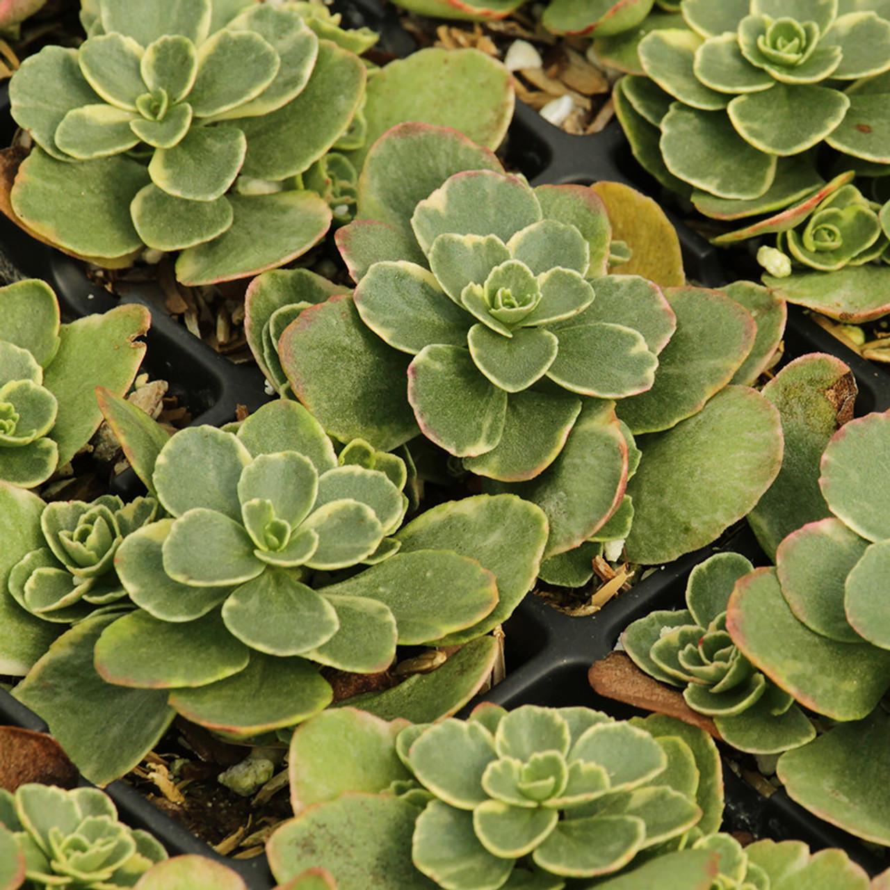 G448 Sedum Kamtschaticum Variegatum 15 Cfb64bf0 509d 4b10 9769 F817a0ba9263 from www redcrocus com