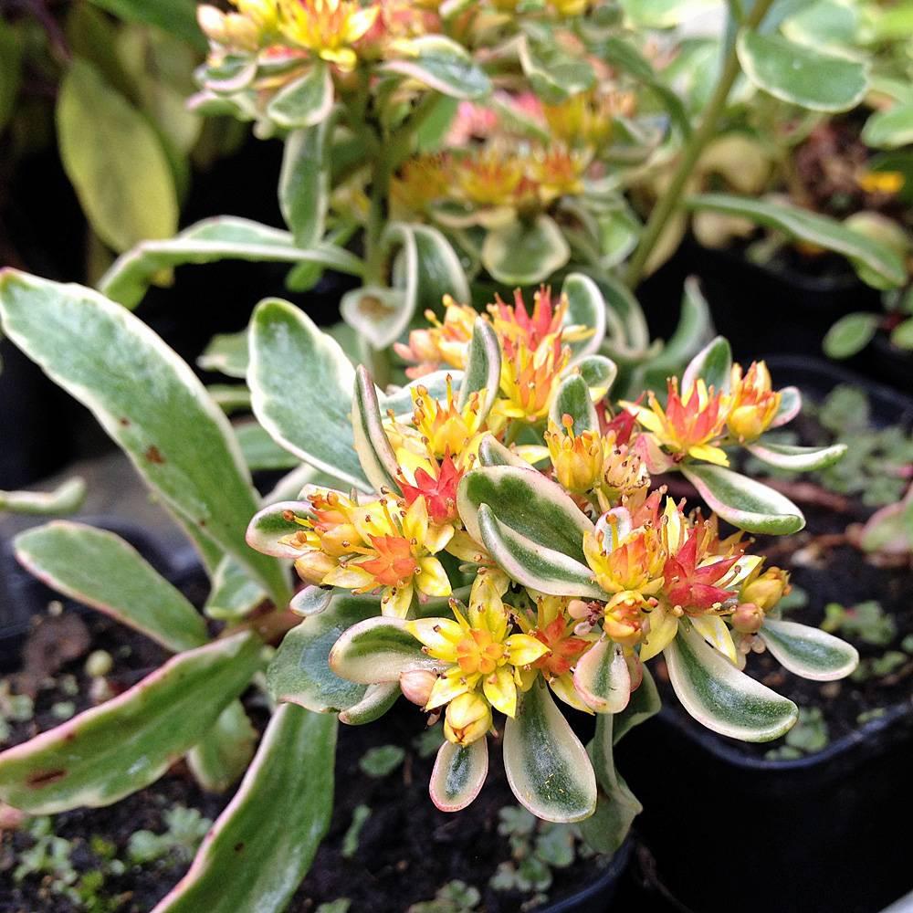 G448 Sedum Kamtschaticum Variegatum 16 65072496 9bc9 4822 Af3a 4f0a95bb25ba from www redcrocus com